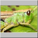 Chorthippus parallelus - Gemeiner Grashuepfer w02b Tongrube OS-Wallenhorst.jpg